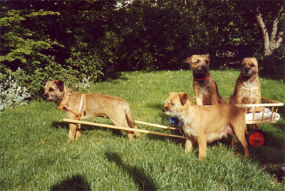 Borderterrier